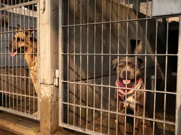 Perros en un refugio de animales Perros en un refugio de animales