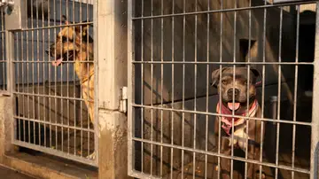 Perros en un refugio de animales Perros en un refugio de animales