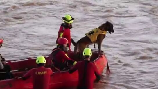El v&iacute;deo de la ume para homenajear a los perros en el d&iacute;a de San Ant&oacute;n