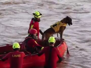 El vídeo de la ume para homenajear a los perros en el día de San Antón