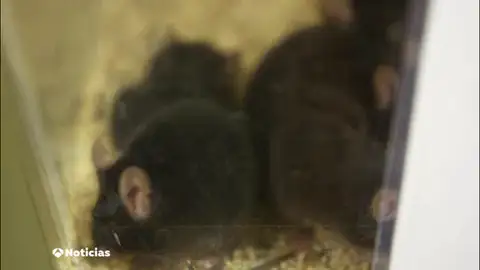 Nueva terapia contra el alzhéimer desarrollada por investigadores españoles: ya funciona en ratones Nueva terapia contra el alzhéimer desarrollada por investigadores españoles: ya funciona en ratones