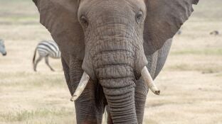  Un turista muere en Sud&aacute;frica tras ser atacado por un elefante en el Parque Kruger