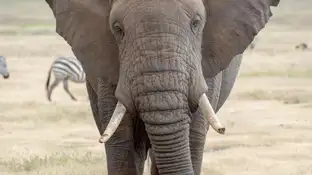 Un turista muere en Sudáfrica tras ser atacado por un elefante en el Parque Kruger Un turista muere en Sudáfrica tras ser atacado por un elefante en el Parque Kruger