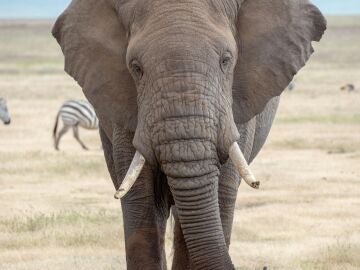  Un turista muere en Sudáfrica tras ser atacado por un elefante en el Parque Kruger