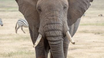  Un turista muere en Sudáfrica tras ser atacado por un elefante en el Parque Kruger