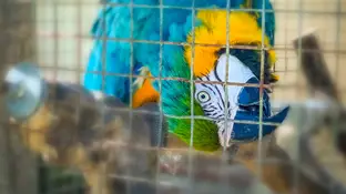 Imagen de archivo de un guacamayo en una jaula Imagen de archivo de un guacamayo en una jaula