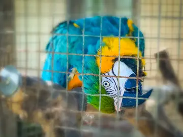 Imagen de archivo de un guacamayo en una jaula Imagen de archivo de un guacamayo en una jaula
