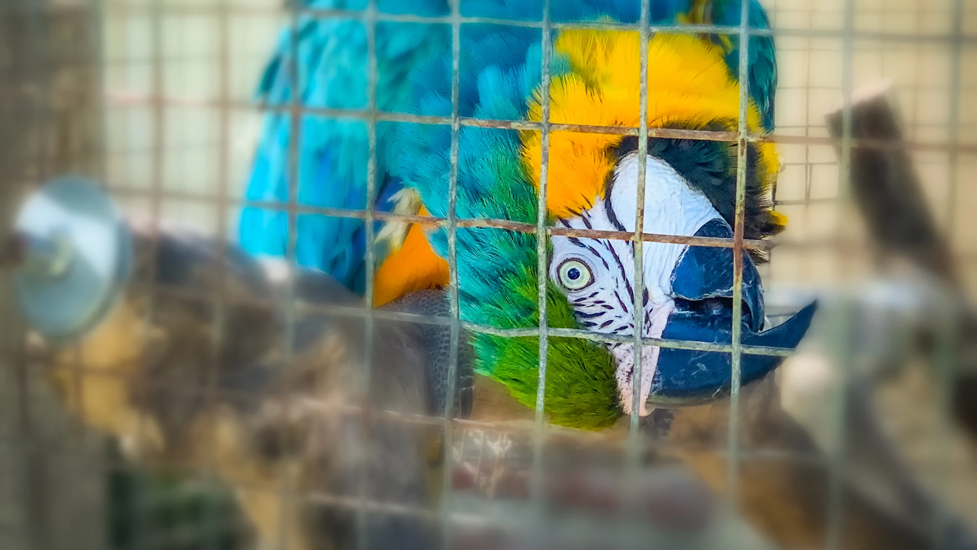 Imagen de archivo de un guacamayo en una jaula Imagen de archivo de un guacamayo en una jaula