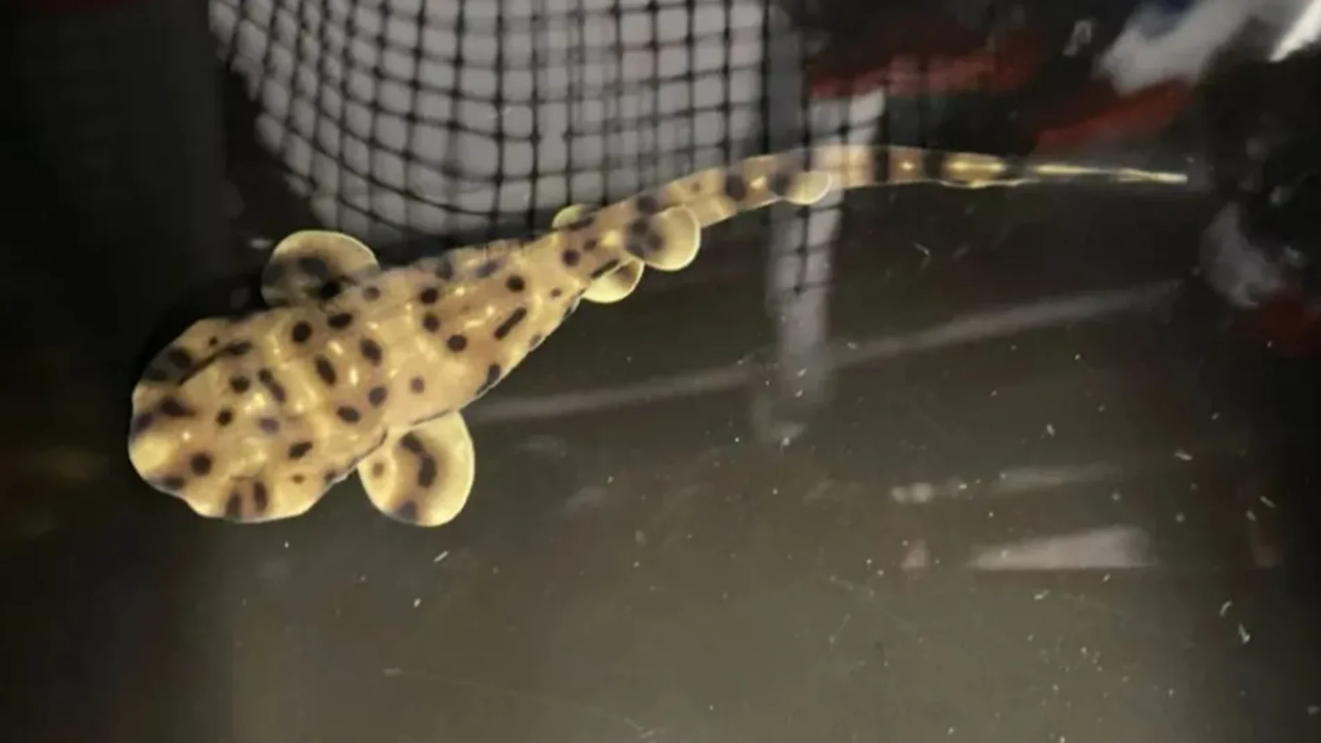 La cría de tiburón La cría de tiburón