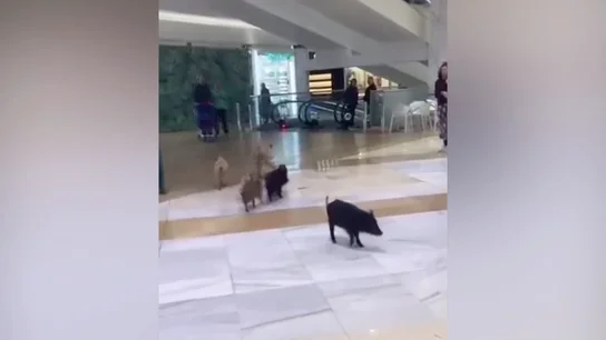 Jabalíes en el centro comercial de Fuengirola Antena 3 Noticias