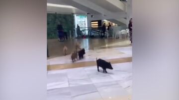 Jabalíes en el centro comercial de Fuengirola