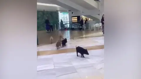 Jabalíes en el centro comercial de Fuengirola Antena 3 Noticias