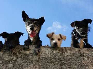 Crean una inteligencia artificial capaz de descifrar emociones de perros a través de sus ladridos