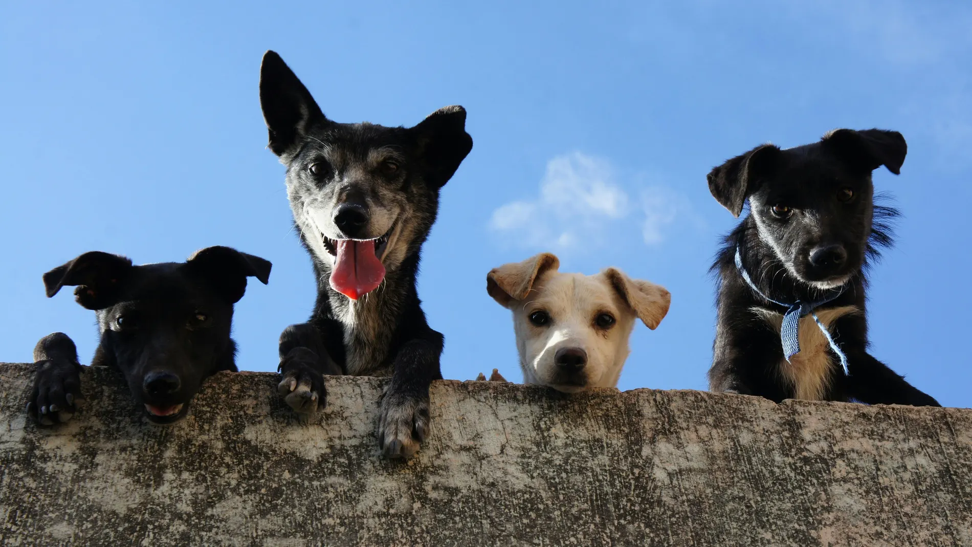 Crean una inteligencia artificial capaz de descifrar emociones de perros a través de sus ladridos Crean una inteligencia artificial capaz de descifrar emociones de perros a través de sus ladridos
