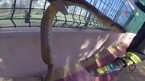 Los vecinos alertaron a los bomberos al hallar una serpiente de metro y medio Los vecinos alertaron a los bomberos al hallar una serpiente de metro y medio