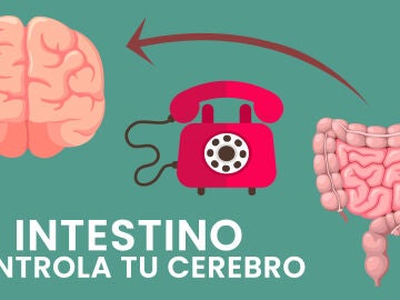 Infografía sobre el eje intestino-cerebro