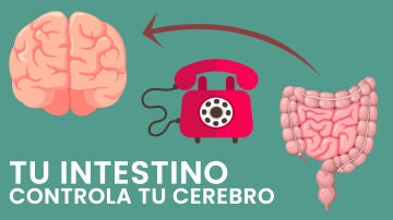 Infografía sobre el eje intestino-cerebro