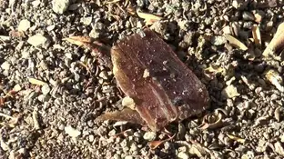 Embutido impregnado de sustancias tóxicas Embutido impregnado de sustancias tóxicas