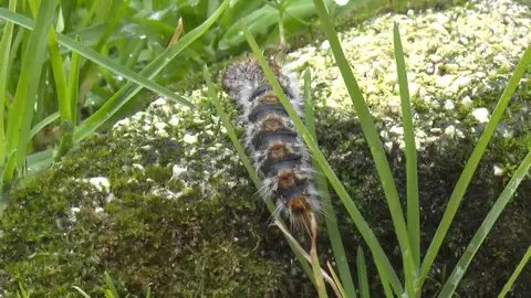 Plaga orugas Plaga orugas