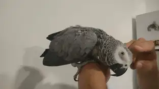 Loro devuelto a su dueño Loro devuelto a su dueño