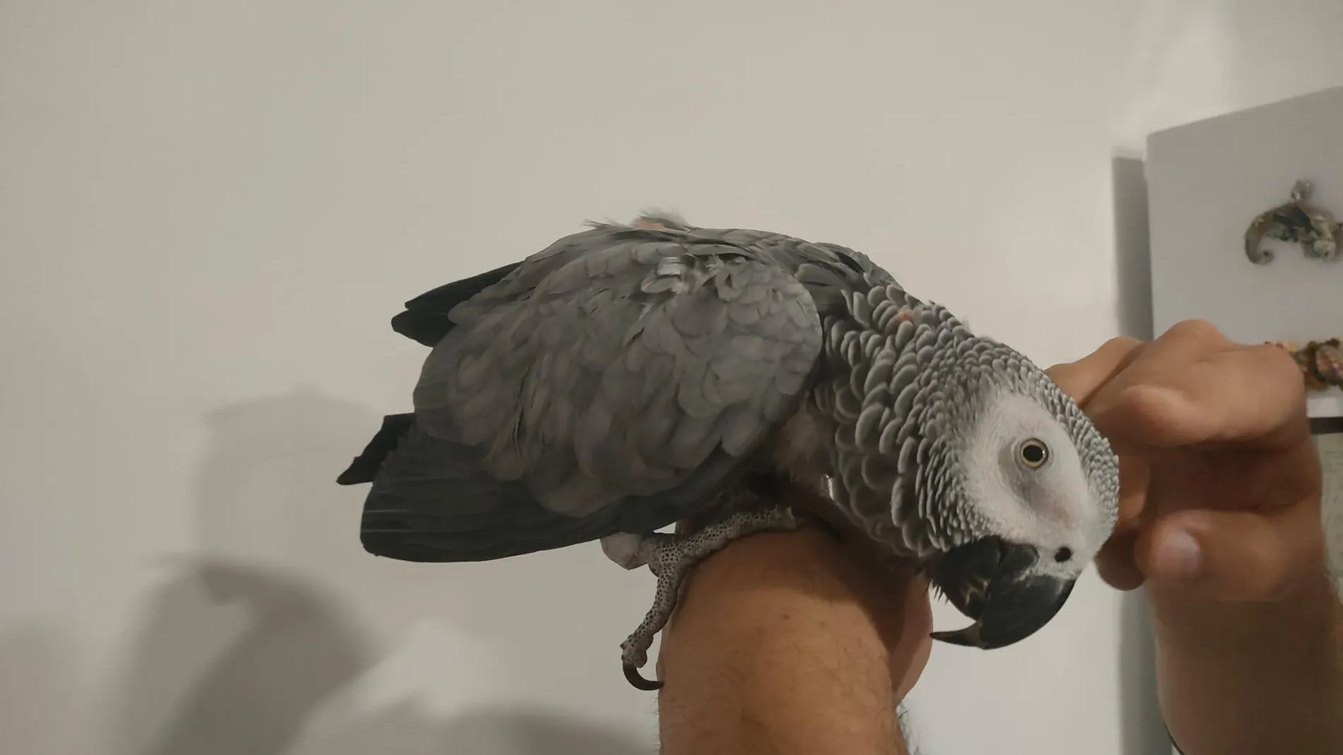 Loro devuelto a su dueño Loro devuelto a su dueño