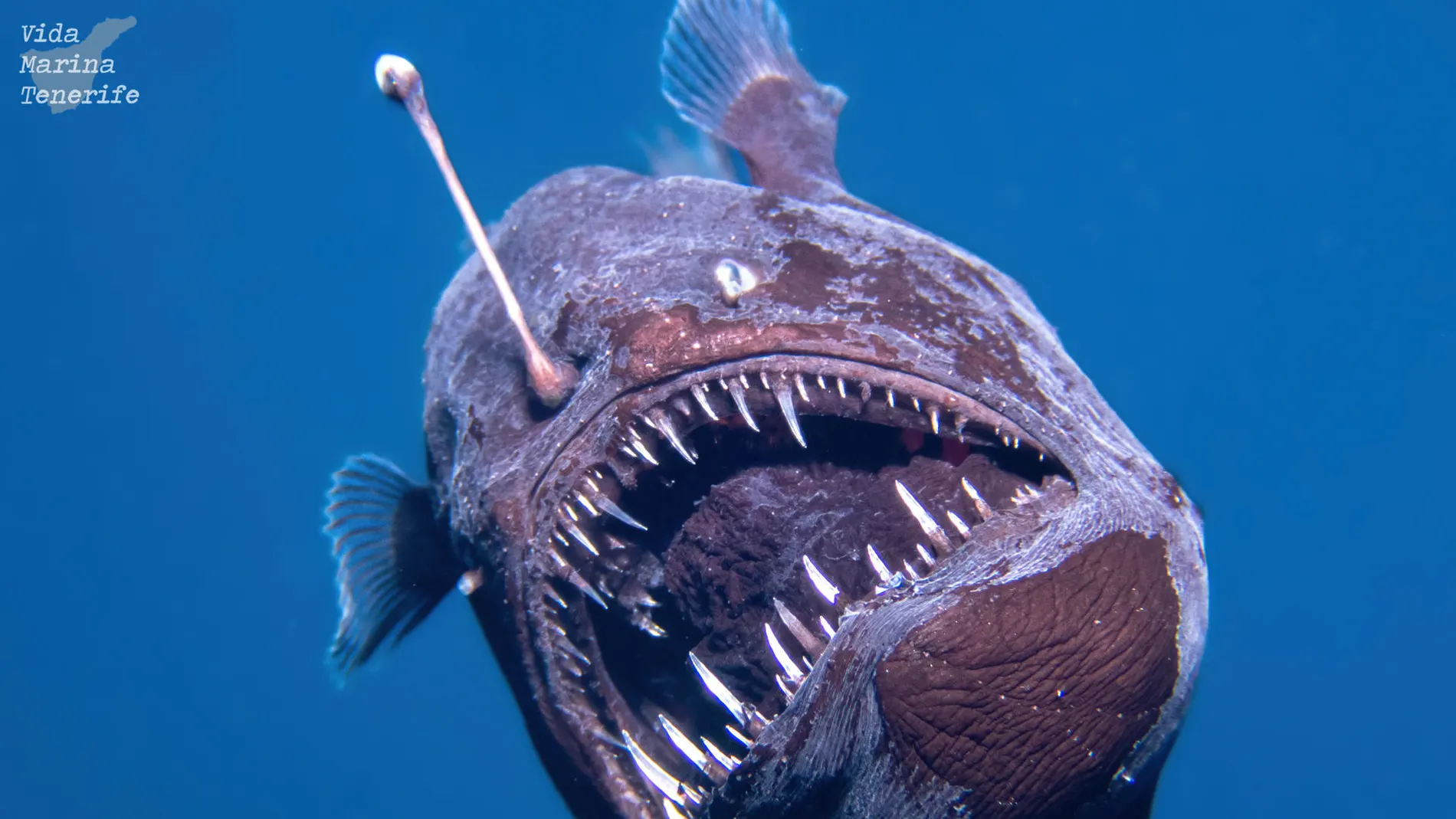 Imagen del avistamiento del diablo negro Imagen del avistamiento del diablo negro