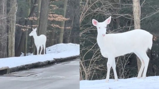 Ciervo blanco albino