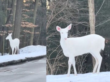 Ciervo blanco albino