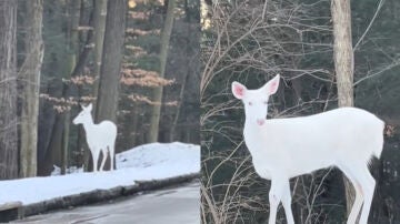 Ciervo blanco albino