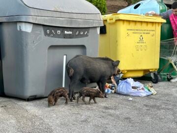 Una hembra de jabalí pasea con sus crías por un aparcamiento de Torrenueva, en Mijas (Málaga