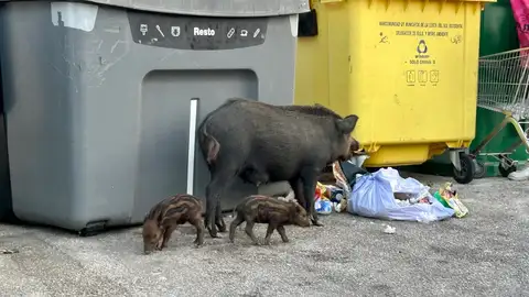 Una hembra de jabalí pasea con sus crías por un aparcamiento de Torrenueva, en Mijas (Málaga Una hembra de jabalí pasea con sus crías por un aparcamiento de Torrenueva, en Mijas (Málaga