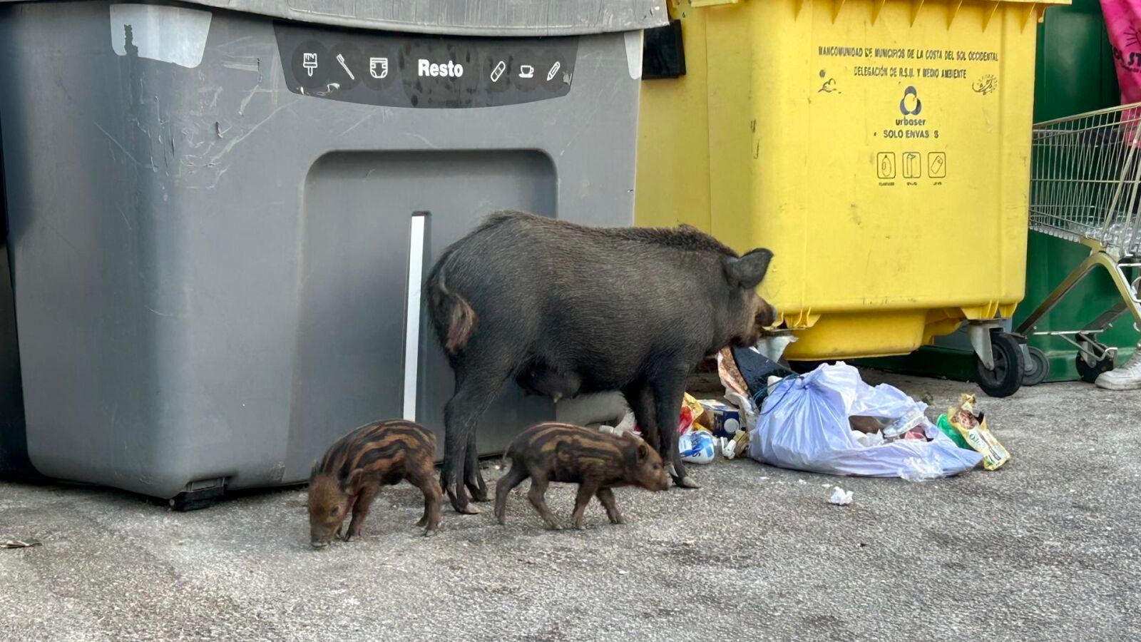 Invasión de jabalíes en Málaga: un problema que pone en alerta a las ciudades