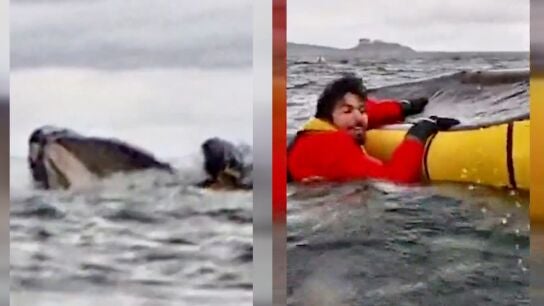 Ell joven tragado por una ballena en el Estrecho de Magallanes