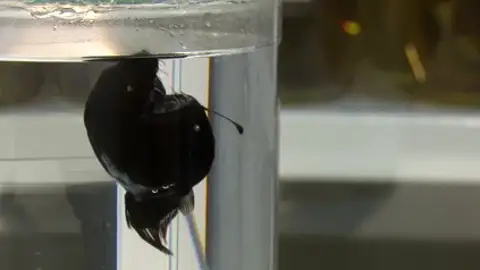 Analizan la muerte del diablo negro en Tenerife Analizan la muerte del diablo negro en Tenerife