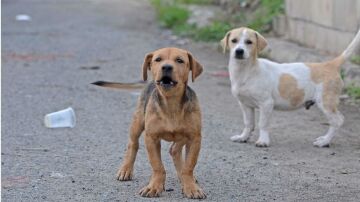 Imagen de archivo de perros callejeros.