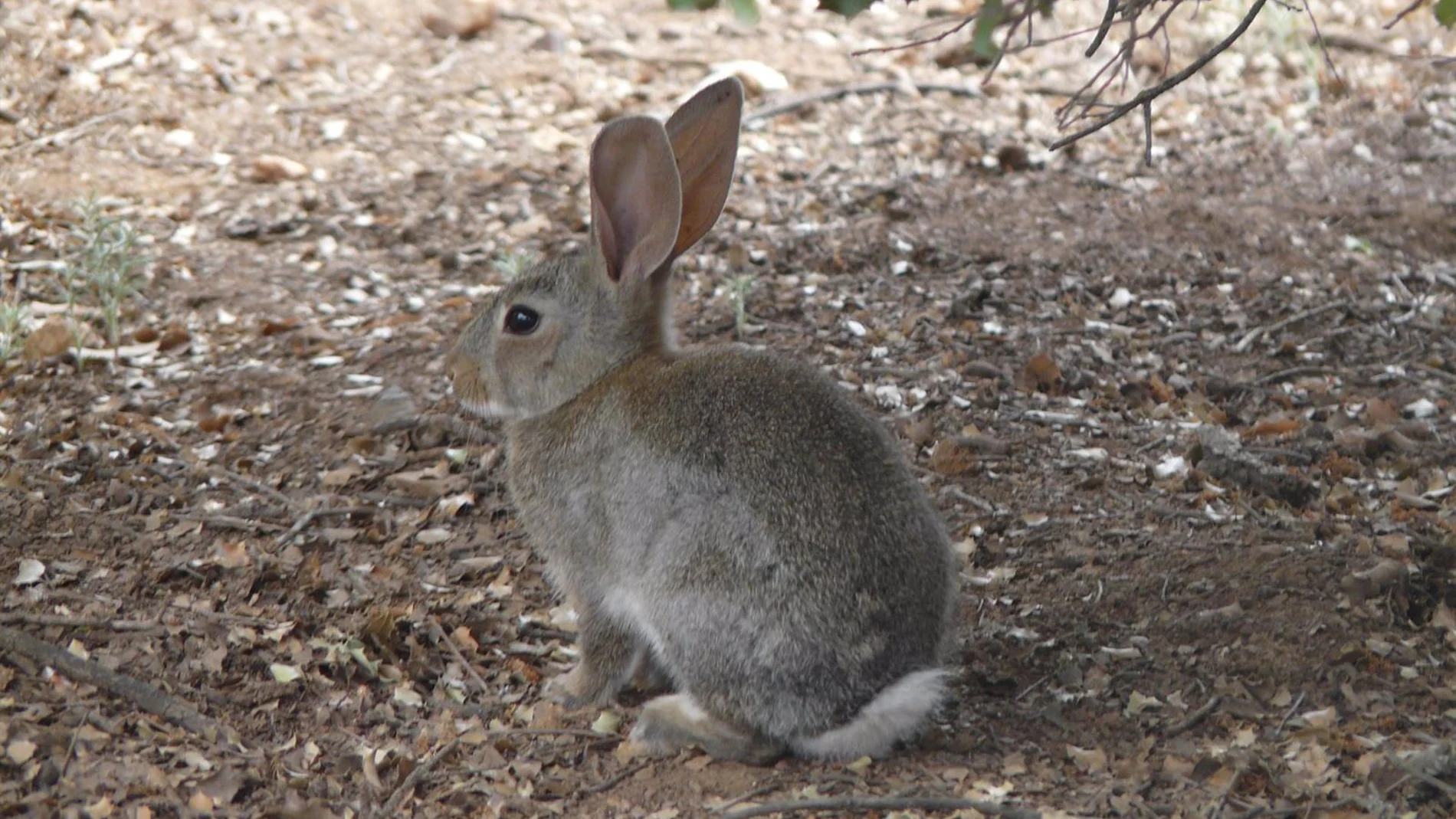 Castilla-La Mancha declara la emergencia cinegética temporal por sobrepoblación de conejos en 308 municipios Castilla-La Mancha declara la emergencia cinegética temporal por sobrepoblación de conejos en 308 municipios