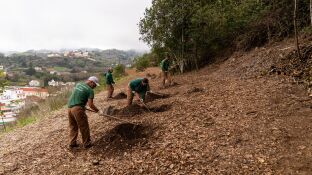 El bosque de los recuerdos de Gran Canaria