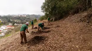 El bosque de los recuerdos de Gran Canaria El bosque de los recuerdos de Gran Canaria