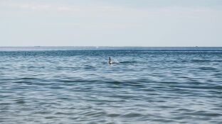 Una turista pierde las manos tras el ataque de un tibur&oacute;n en el Caribe