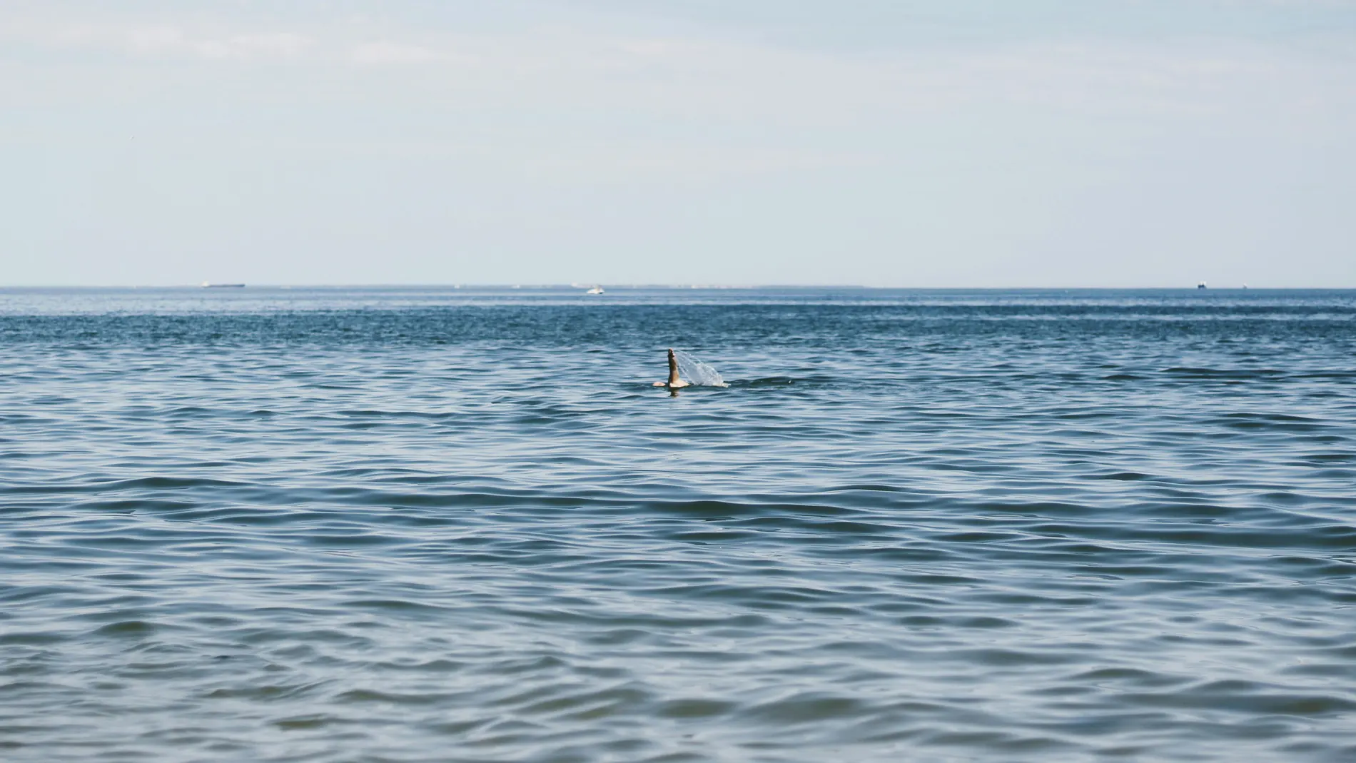 Una turista pierde las manos tras el ataque de un tiburón en el Caribe Una turista pierde las manos tras el ataque de un tiburón en el Caribe