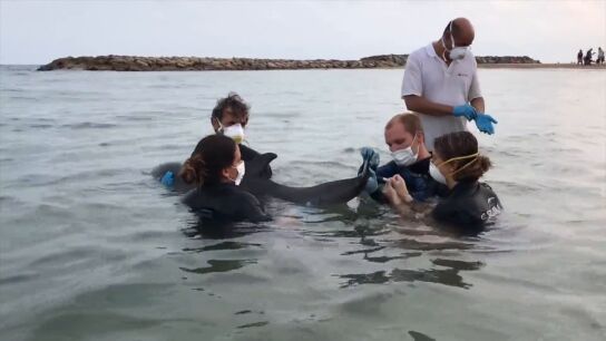 Veterinarios del Cram atendiendo a un delf&iacute;n en el mar