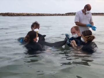 Veterinarios del Cram atendiendo a un delfín en el mar