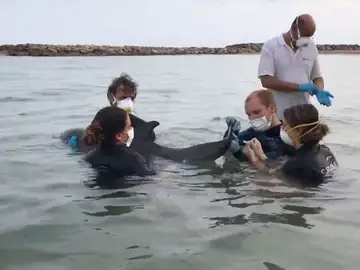Veterinarios del Cram atendiendo a un delfín en el mar Veterinarios del Cram atendiendo a un delfín en el mar