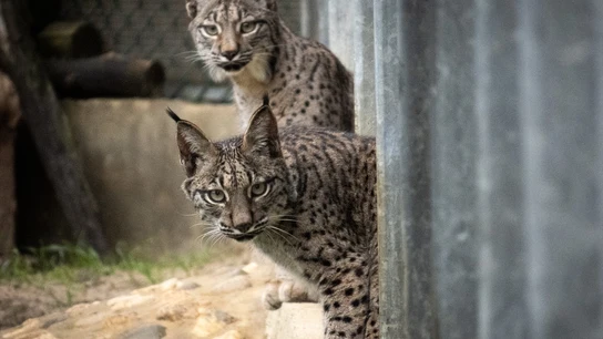Los dos linces soltados Los dos linces soltados