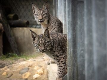 Los dos linces soltados