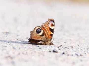 Imagen de archivo de una mariposa muerta