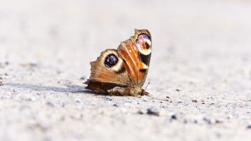 Imagen de archivo de una mariposa muerta