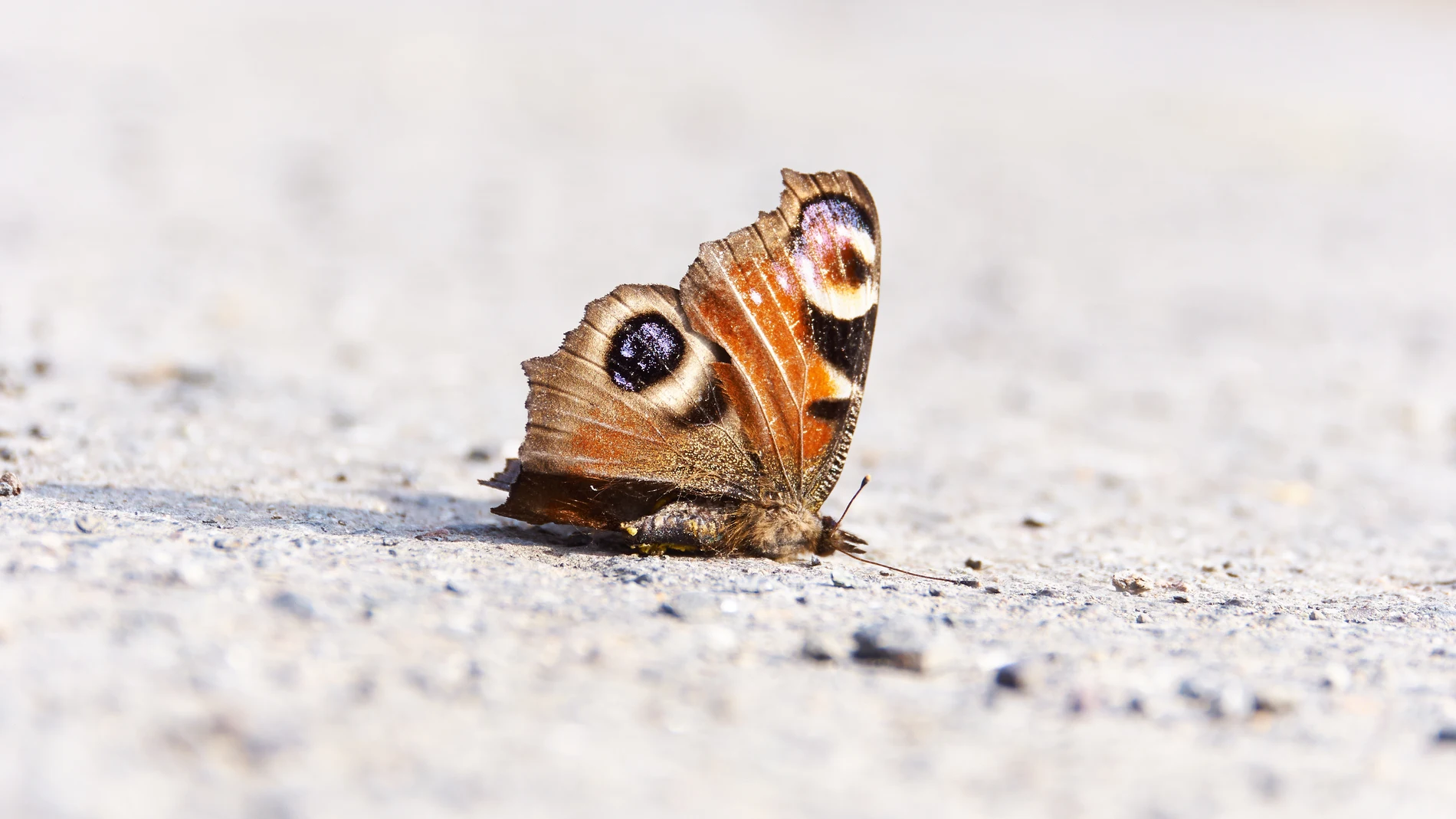 Imagen de archivo de una mariposa muerta Imagen de archivo de una mariposa muerta