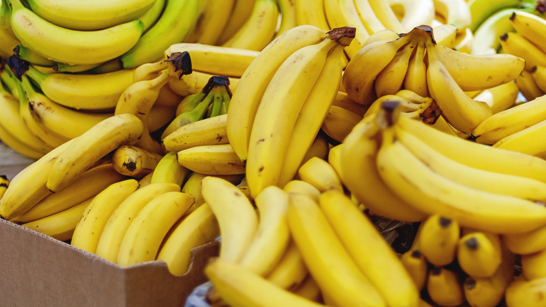 Imagen de archivo de plátanos Imagen de archivo de plátanos