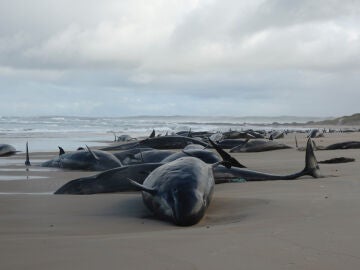 Ballenas varadas en una remota playa del noroeste de Tasmania, isla al sur de Australia